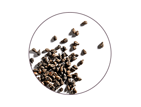 ingrédient Polyphénol