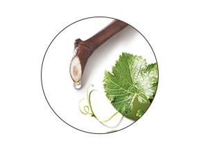 ingrédient Viniférine